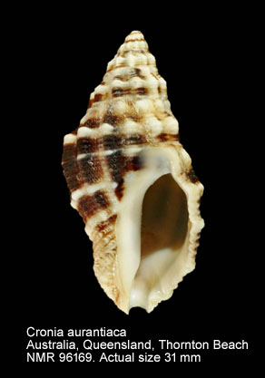 Cronia aurantiaca.jpg - Cronia aurantiaca (Hombron & Jacquinot,1848)